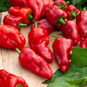 Poivron Padrón - Cuisine du Monde